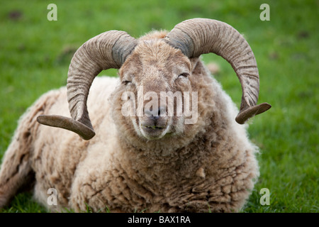 Kopf und Hörner Castlemilk Morrit ram Schafe Cotswold Farm Park Tempel Guiting Glos UK Stockfoto