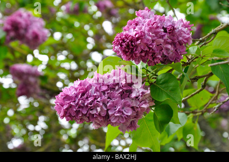 Lila Baum mit Blumen im Frühjahr / Mai. Stockfoto