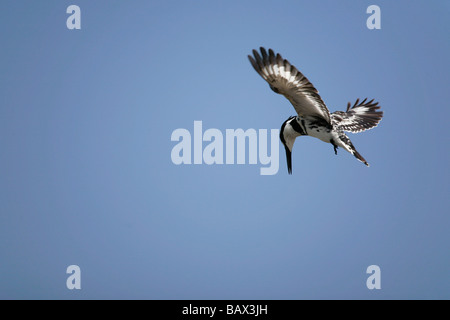 Pied Kingfisher (Ceryle Rudis) schwebt über dem Ufer des Lake Awasa in Äthiopien Stockfoto