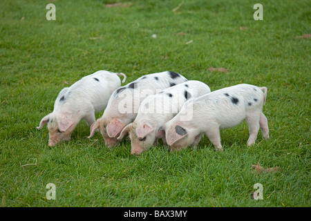 Vier alte Spot Gloucester Ferkel Cotswold Farm Park Tempel Guiting Glos UK Stockfoto