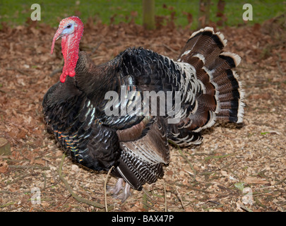 Inländische Türkei Cotswold Farm Park Tempel Guiting Glos UK Stockfoto