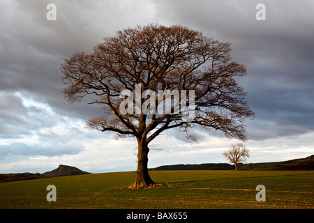 Nähe Topping und Eiche im späten März Sonnenschein aus Platten Lane Great Ayton North Yorkshire Stockfoto