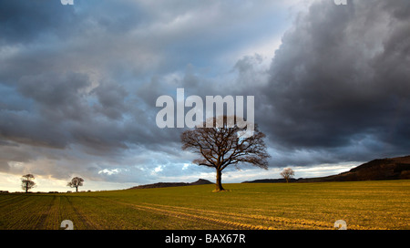 Nähe Topping und Eiche im späten März Sonnenschein aus Platten Lane Great Ayton North Yorkshire Stockfoto