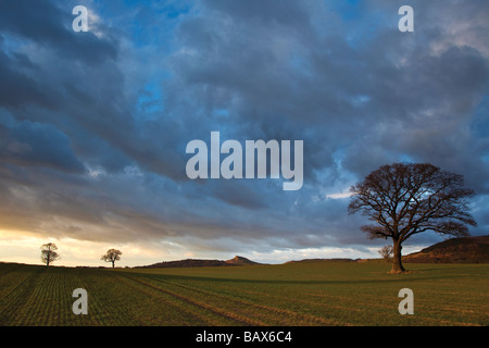 Nähe Topping und Eiche im späten März Sonnenschein aus Platten Lane Great Ayton North Yorkshire Stockfoto