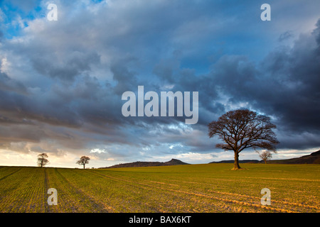 Nähe Topping und Eiche im späten März Sonnenschein aus Platten Lane Great Ayton North Yorkshire Stockfoto