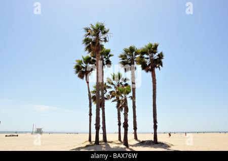 sonnige Palmen Stockfoto