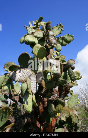 Opuntia Echios Var Barringtonensis, Cactaceae, Santa Cruz Island (Indefatigable), Galapagos-Inseln, Ecuador Stockfoto