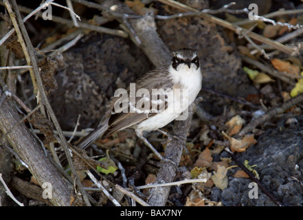 Galapagos-Spottdrossel, zählt Parvulus Syn Mimus Parvulus, Santa Cruz Insel (Indefatigable), Galapagos-Inseln, Ecuador Stockfoto