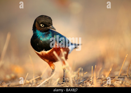 Der Superb Starling (Glanzstare Superbus) fotografiert in Nordkenia Stockfoto