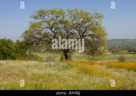 Tal Oak Tree unter einem Feld von Wildblumen in der Nähe von Fresno, Kalifornien. Stockfoto