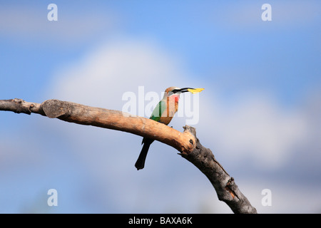 White-Fronted Bee Eater, Okavango-Fluss, Botswana Stockfoto