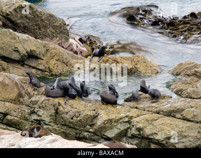 Junge Robben Welpen Südinsel Neuseeland Stockfoto