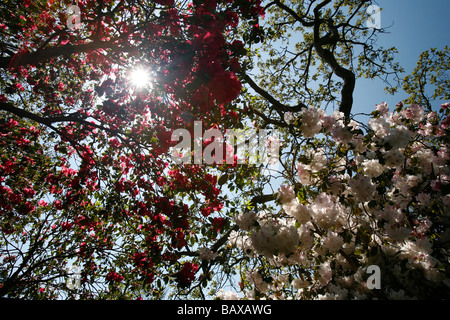 Blumen in voller Blüte im Abkhazi Garden in Victoria, BC, Kanada. Stockfoto