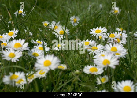 Daisies in Bloom auf einem Rasen im Sommer Stockfoto