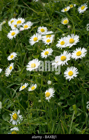 Daisies in Bloom auf einem Rasen im Sommer Stockfoto