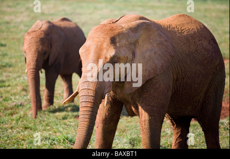 Afrikanischer Bush Elefant (Loxodonta Africana). Mather und Welpe Stockfoto