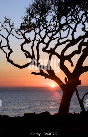 Sonnenaufgang von Treibholz Strand - Jekyll Island, Georgia Stockfoto