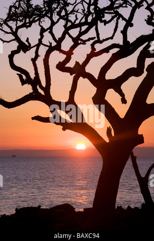 Sonnenaufgang von Treibholz Strand - Jekyll Island, Georgia Stockfoto
