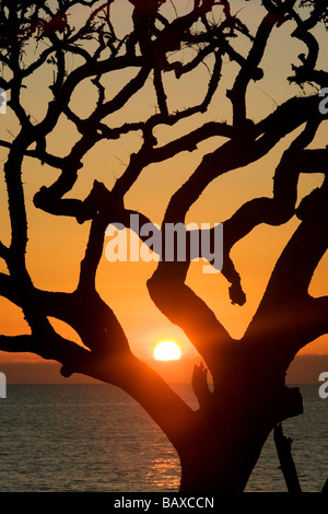 Sonnenaufgang von Treibholz Strand - Jekyll Island, Georgia Stockfoto
