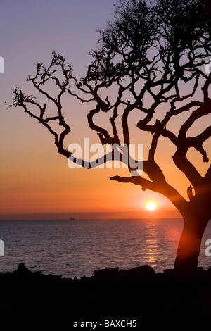 Sonnenaufgang von Treibholz Strand - Jekyll Island, Georgia Stockfoto