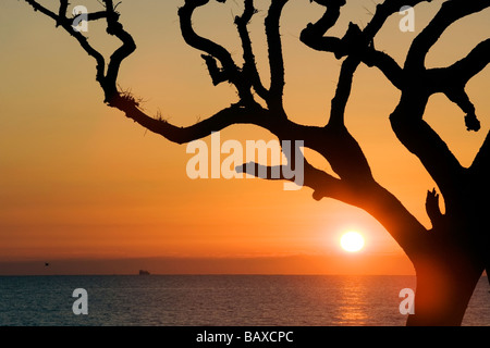 Sonnenaufgang von Treibholz Strand - Jekyll Island, Georgia Stockfoto