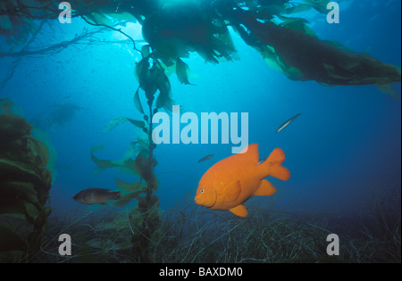 Ein Garibaldi schwimmt unter dem Vordach von einem Kelpwald. Stockfoto