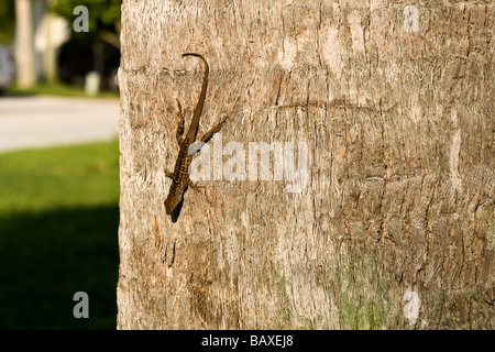 Kleine Eidechse auf dem Stamm eines Baumes Stockfoto