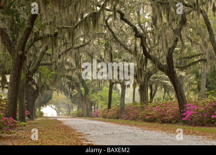 Bonaventure Cemetery in Savannah, Georgia Stockfoto