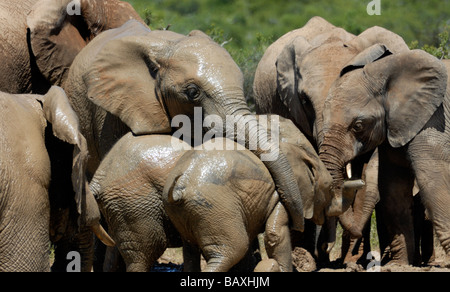 Eine Gruppe von afrikanischen Elefanten (Loxodonta Africana) genießen die Freuden des kühlen Schlamm an einem Wasserloch. Stockfoto