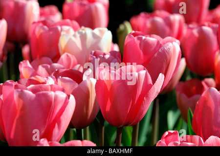 rosa Blume Blüte blühen Tulpen Tulipa rosa Eindruck Darwin Hybrid Gruppe 2 Einzelzimmer Mitte Frühling Artenvielfalt Variante Var sp Stockfoto