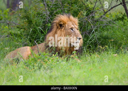 Afrikanischen Löwen (Panthera Leo) im grünen Rasen liegen mit Blick auf seinen Stolz Krüger Nationalpark in Südafrika Stockfoto