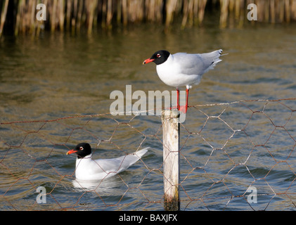 Ein paar mediterrane Möwen (Larus Melanocephalus) Stockfoto