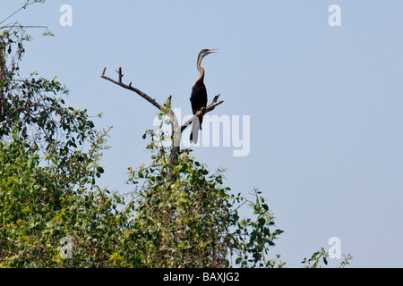 Anhinga oder Schlange Vogel im Keoladeo Bird Sanctuary in Bharatpur Indien Stockfoto