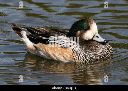 Männliche Chilöe Pfeifente (Anas sibilatrix Mareca sibilatrix) Schwimmen bei Martin bloße WWT, Lancashire, Großbritannien Stockfoto