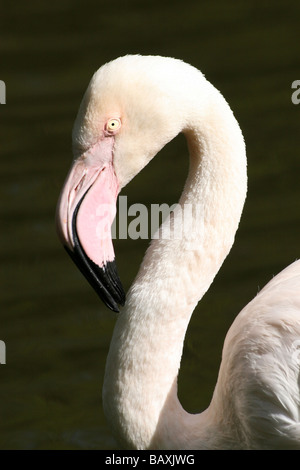 Porträt zeigt gebogenen Hals von größerer Flamingo Phoenicopterus Roseus bei Martin bloße WWT, Lancashire UK Stockfoto