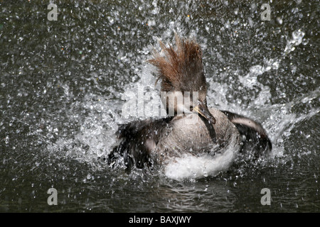 Weibliche mit Kapuze Prototyp Lophodytes Cucullatus plantschen und Baden an Martin bloße WWT, Lancashire UK Stockfoto