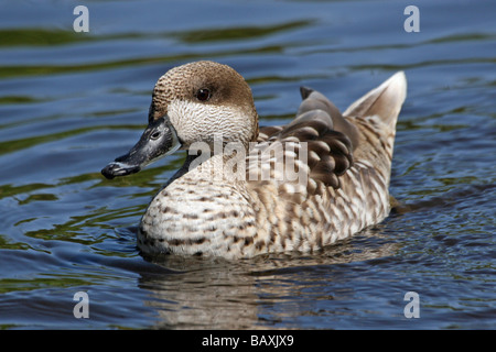 Marbled Teal Marmaronetta Angustirostris schwimmen auf Wasser bei Martin bloße WWT, Lancashire UK Stockfoto