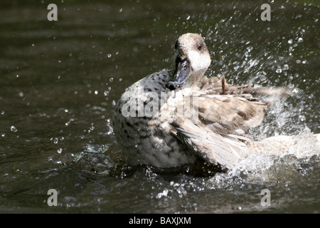 Marbled Teal Marmaronetta Angustirostris Baden im Wasser bei Martin bloße WWT, Lancashire UK Stockfoto