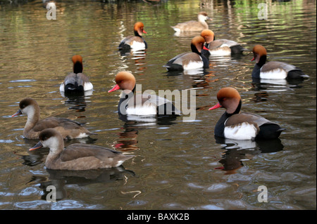 Herde von männlichen und weiblichen rot-crested Tafelenten Netta Rufina Schwimmen bei Martin bloße WWT, Lancashire UK Stockfoto