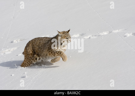 Bobcat, Lynx Rufus, laufen im Schnee Stockfoto