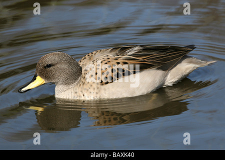 Sharp-winged Teal Anas flavirostris oxyptera (Unterarten von Yellow-billed Teal) Schwimmen bei Martin bloße WWT, Lancashire, Großbritannien Stockfoto