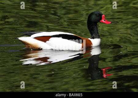 Sonnendurchflutetes gemeinsame Brandgans Tadorna Tadorna schwimmen auf Wasser bei Martin bloße WWT, Lancashire UK Stockfoto