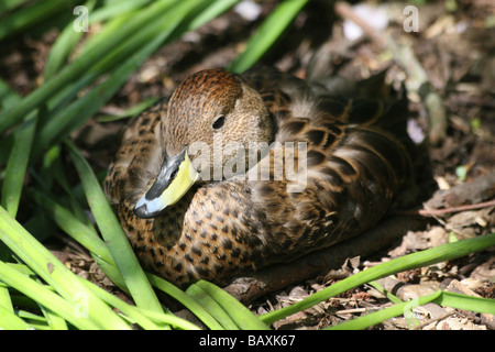 South Georgia Pintail Anas Georgica Georgica saß In Grass bei Martin bloße WWT, Lancashire UK Stockfoto