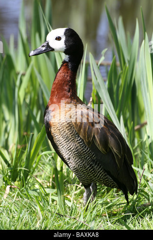 Porträt von White-faced Pfeifen-Ente Dendrocygna Viduata stehend vor Schilf an Martin bloße WWT, Lancashire UK Stockfoto