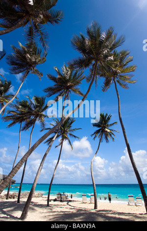 Palmen am Strand unten Bay, St. Philip, Barbados, Karibik Stockfoto