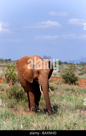 Afrikanischer Bush Elefant (Loxodonta Africana) in Savanne, Tsavo East National Park, Küste, Kenia Stockfoto