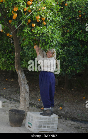 Frau, die Kommissionierung, Orangen, Orangenernte, Orangenhain, Landwirtschaft, Guezelyurt, Morfou, Nord-Zypern, Zypern Stockfoto