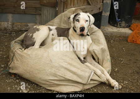 junge weibliche Dogge Harlekin braune und weiße Flecken auf Mantel sitzt im Stallhof Stockfoto