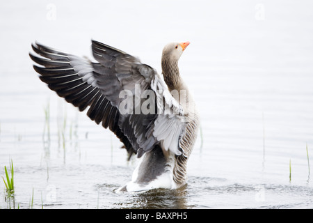 Graugans (Anser Anser) mit den Flügeln - Norfolk, England Stockfoto