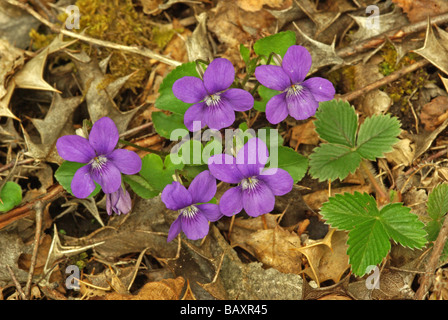 Das Hund-Veilchen - Viola riviniana Stockfoto